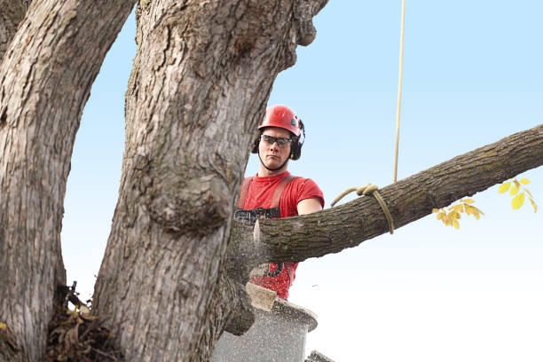 How Our Tree Care Process Works  in  Alturas, CA